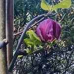 Homestay Igloo Magnolia I Breakfast I Free Parking *