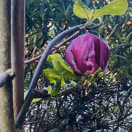 Homestay Igloo Magnolia I Breakfast I Free Parking *