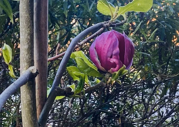 Privat bolig Igloo Magnolia I Breakfast I Free Parking *